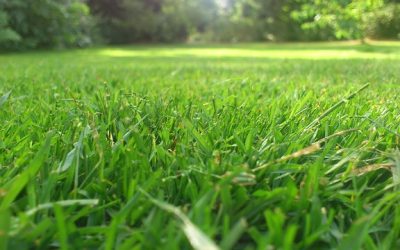 The Guide To a Beautiful Yard with Expert Lawn Services