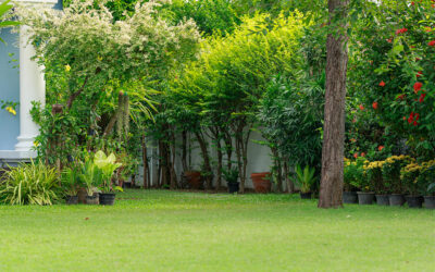 Understanding Common Lawn Diseases And How To Treat Them