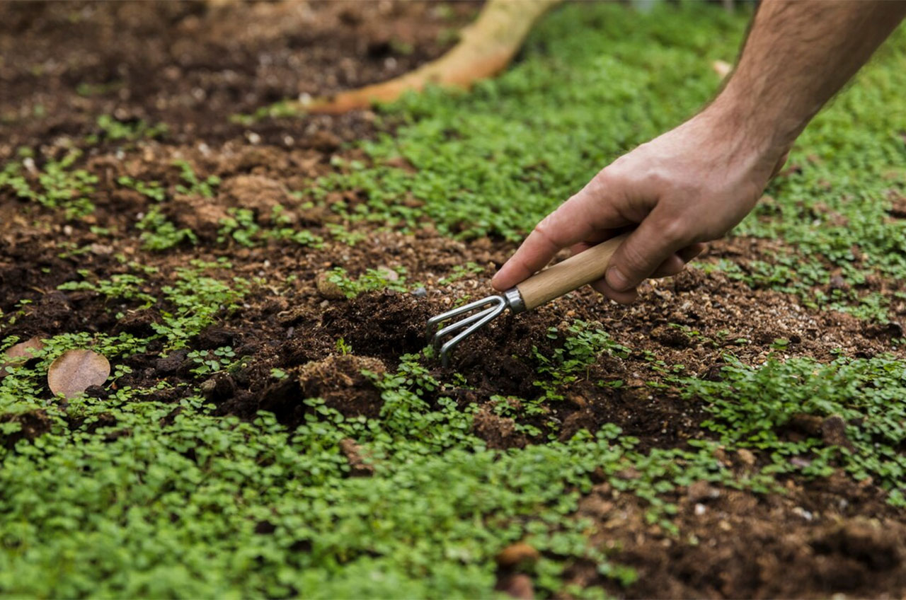 Lawn-Diseases