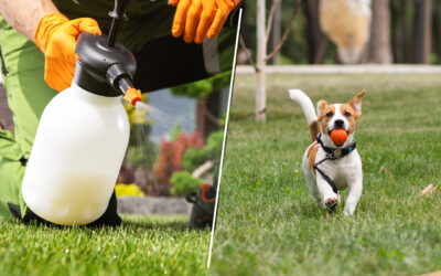 The Impact Of Chemical Lawn Care On Your Pets And How To Protect Them